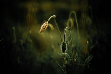 Akşam güneşinde haşhaş çiçeği tomurcuğu