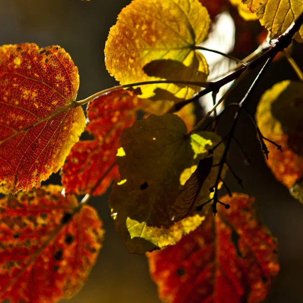 Autumn Yellow Leaves Presentation Postcards — Stock Photo, Image