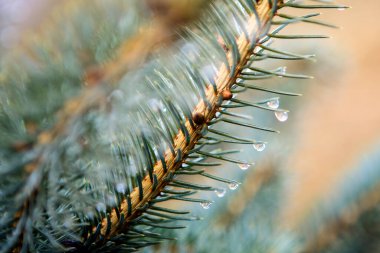 Kozalaklı ağaçta çiy, yağmurdan sonra ladin dalları.