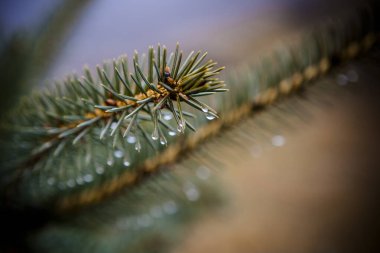 Kozalaklı ağaçta çiy, yağmurdan sonra ladin dalları.