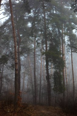 Sonbahar sisli ormanında bir ağaç. Sonbahar ormanı, sis ve nem