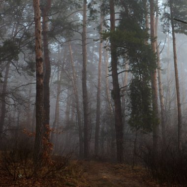 Sonbahar sisli ormanında bir ağaç. Sonbahar ormanı, sis ve nem