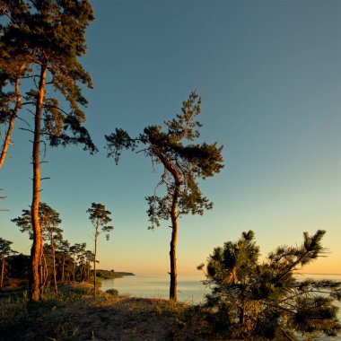 Büyük bir gölün kıyısındaki güzel çam ağaçları. Dinyeper Nehri 'nin Rocky Bank' ı. Gündoğumunun erken saatlerinde Dinyeper nehrinde