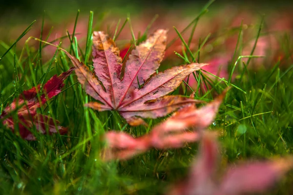 Fallen Red Leaves Decorative Maple Garden — Stock Photo, Image
