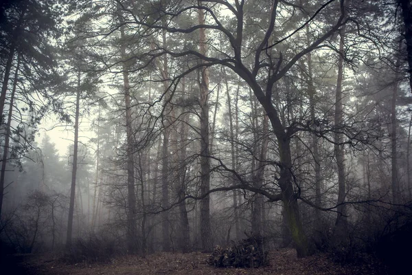 Árvore Floresta Nebulosa Outono Floresta Outono Nevoeiro Umidade — Fotografia de Stock