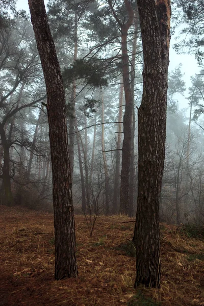 Дерево Осеннем Туманном Лесу Осенний Лес Туман Влажность — стоковое фото