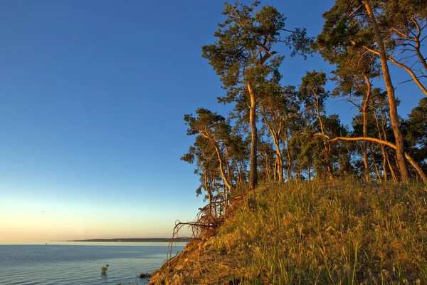 Altos Hermosos Pinos Orilla Gran Embalse Orilla Rocosa Del Río — Foto de Stock