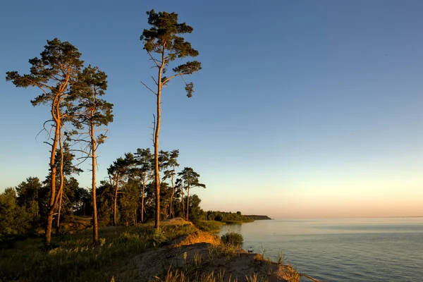 Hoge Prachtige Pijnbomen Aan Oever Van Een Groot Stuwmeer Rotsachtige — Stockfoto