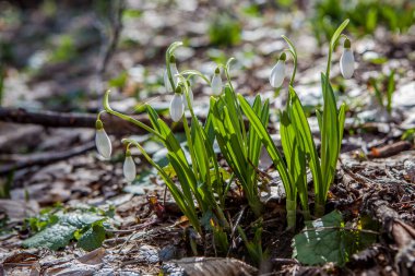 spring flower snowdrop is listed in the Red Book