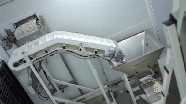 Producción de albóndigas rusas (Ravioli, Pot Sticker) - Línea de producción automática — Vídeos de Stock