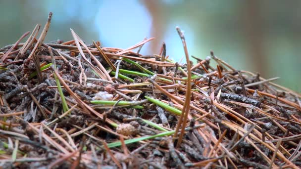 Mierenhoop in het noordelijke bos — Stockvideo