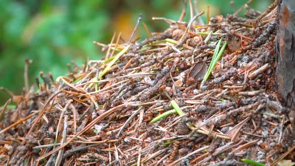 Fourmilière dans la forêt du Nord — Video