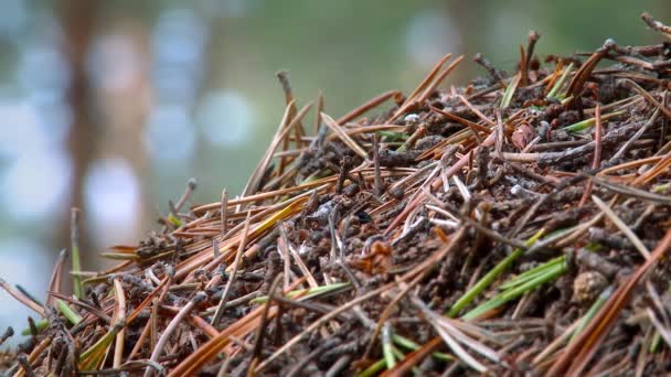 在北部的森林中的蚁丘 — 图库视频影像