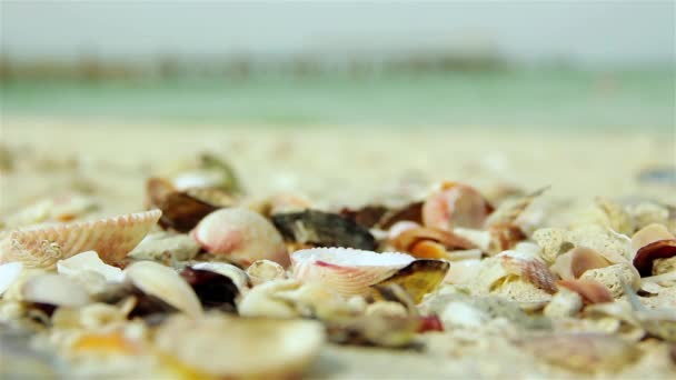 Coquillages de mer plage — Video