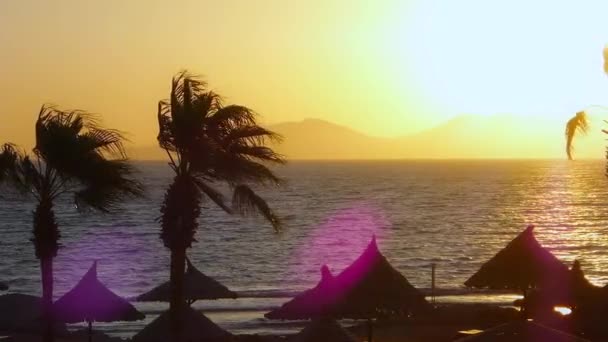Yükselen güneş, deniz, palm, ada, sahil — Stok video
