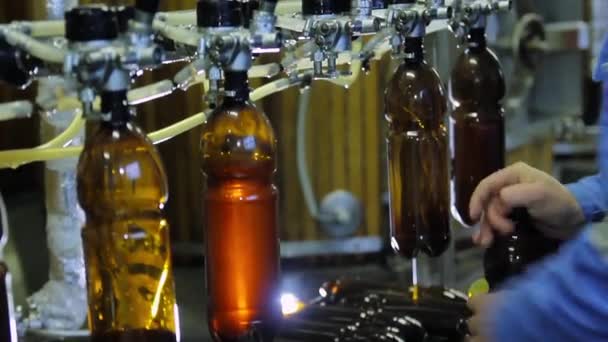 Derrame manual de cerveza en botellas en la cervecería — Vídeos de Stock