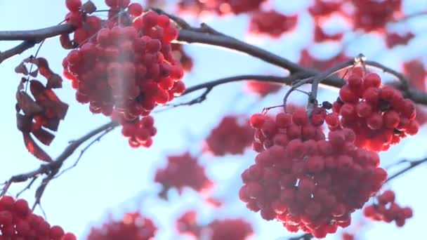 Rowan berries frozen — Stock Video
