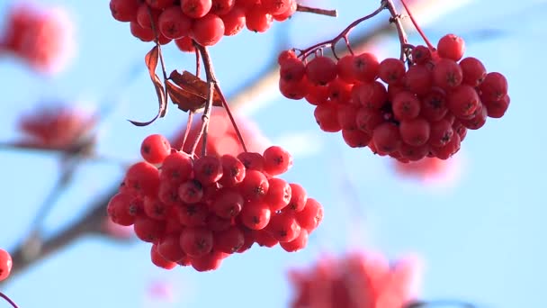 Vogelbeeren gefroren — Stockvideo