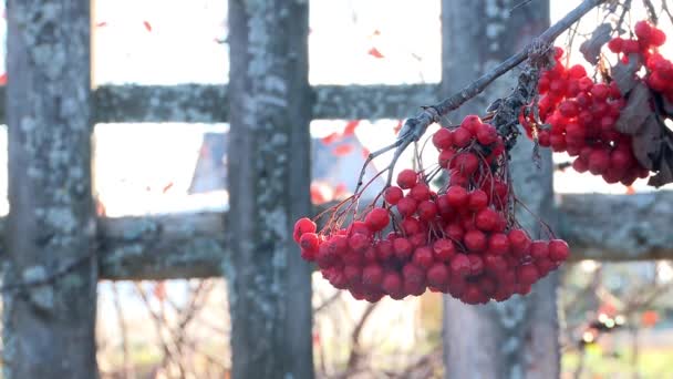 Rowan berries frozen — Stock Video