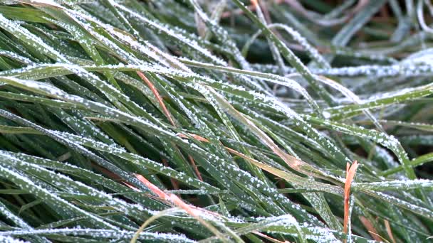 Зелена трава під морозом — стокове відео