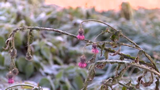 Grönt gräs under frosten — Stockvideo