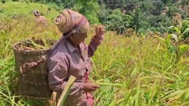 Rangamati Chittagong dağ yolu 22 Eylül 2024: Bangladeş 'in yamaçlık bölgelerindeki Adivasis ve kabile toplulukları tepe kayması ya da jum chash. Geleneksel bir ektir..