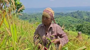 Rangamati Chittagong dağ yolu 22 Eylül 2024: Bangladeş 'in yamaçlık bölgelerindeki Adivasis ve kabile toplulukları tepe kayması ya da jum chash. Geleneksel bir ektir..