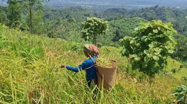 Rangamati Chittagong dağ yolu 22 Eylül 2024: Bangladeş 'in yamaçlık bölgelerindeki Adivasis ve kabile toplulukları tepe kayması ya da jum chash. Geleneksel bir ektir..