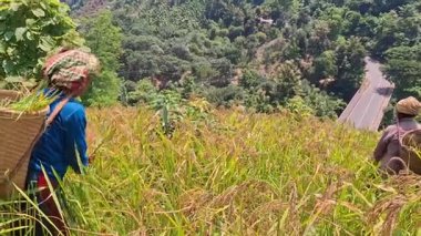 Rangamati Chittagong dağ yolu 22 Eylül 2024: Bangladeş 'in yamaçlık bölgelerindeki Adivasis ve kabile toplulukları tepe kayması ya da jum chash. Geleneksel bir ektir..