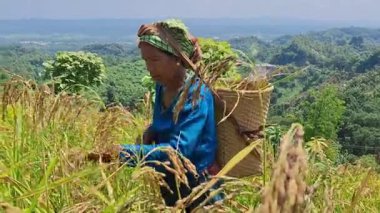 Rangamati Chittagong dağ yolu 22 Eylül 2024: Bangladeş 'in yamaçlık bölgelerindeki Adivasis ve kabile toplulukları tepe kayması ya da jum chash. Geleneksel bir ektir..