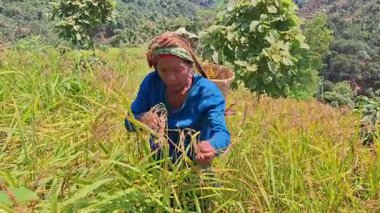 Rangamati Chittagong dağ yolu 22 Eylül 2024: Bangladeş 'in yamaçlık bölgelerindeki Adivasis ve kabile toplulukları tepe kayması ya da jum chash. Geleneksel bir ektir..