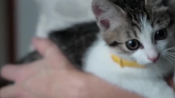 Close-up manos femeninas de anciana propietaria tocando gato blanco — Vídeos de Stock