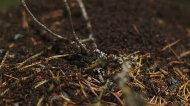 Karıncaların kıştan sonra yeni bir karınca yuvası inşa ederken yakın plan çekimleri. Orman. Doğa.