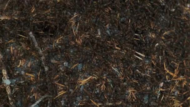Közelkép a hangyákról, amint egy új hangyabolyt építenek a tél után. Erdőben. Természet. — Stock videók