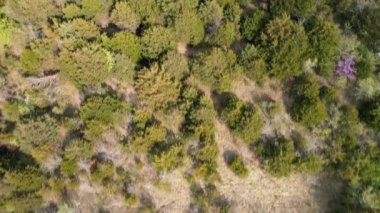 Boş bir orman yolunun en iyi hava videosu. Kuş bakışı.