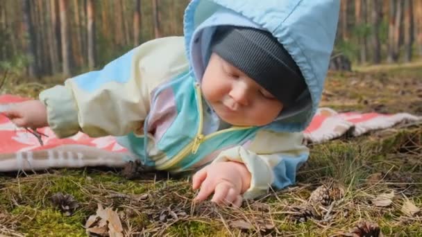 Copilul care explorează pădurea de pin de primăvară în timpul unui picnic . — Videoclip de stoc