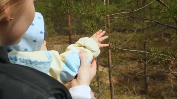 Liten pojke rör grenen av ett tallar och utforskar vårskogen med sin mamma. — Stockvideo