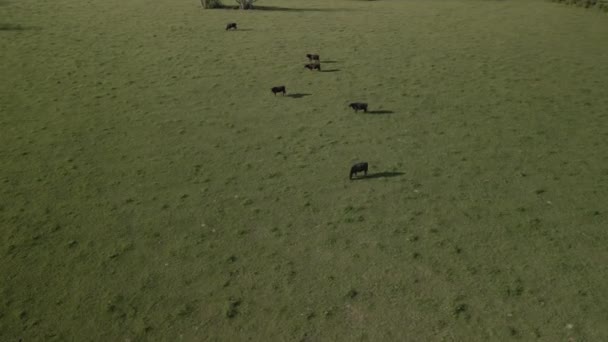 Birds eye view of a small cow herd pastures in the green meadows under the sun. — Stock Video