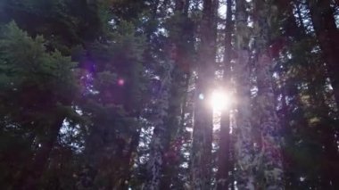 Ormanda güzel bir yaz sabahı. Güneş ışınları muhteşem yeşil bir ağacın yapraklarını delip geçer..