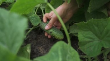 Genç bir kadın, genç ve güzel bir salatalığı tarlasından koparıyor..