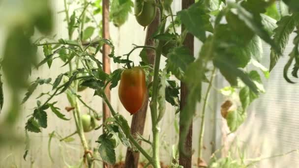 Una joven toma un primer plano de un gran tomate rojo maduro de una rama en un invernadero. — Vídeo de stock