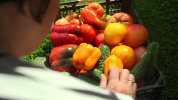 Nuori nainen laittaa äskettäin kypsyneitä vihanneksia plantaasilleen koriin.. — kuvapankkivideo