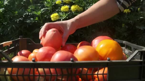 एक युवा महिला एक टोकरी में अपने संयंत्र पर हाल ही में परिपक्व सब्जियां डालती है . — स्टॉक वीडियो