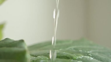 Süper Yavaş Hareketli Su Damlası Taze Yapraktan 240 fps hızla düşüyor.