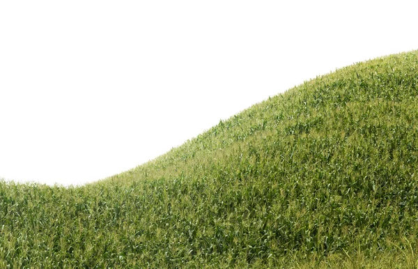 Maïsveld op berg — Stockfoto