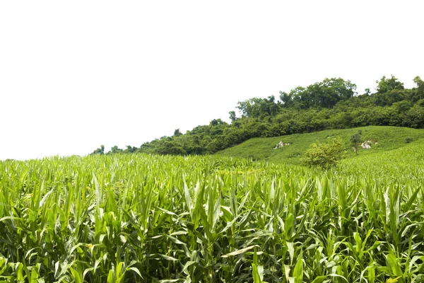 Corn field on mountain — Stock Photo, Image