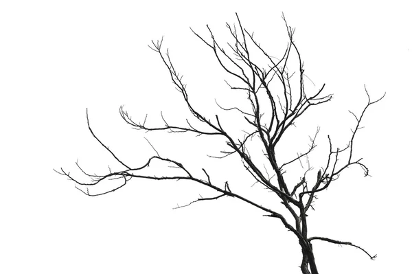 Ветка дерева рисунок - 59 фото