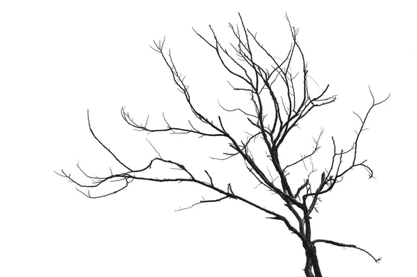 Albero isolato — Foto Stock