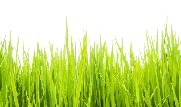 Green grass006 — Stock Photo, Image