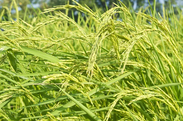 Groene rijst — Stockfoto